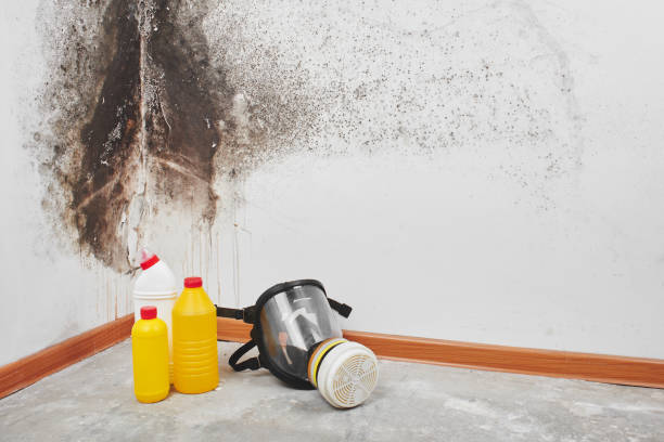 Best Certified Mold Removal  in Joshua Tree, CA