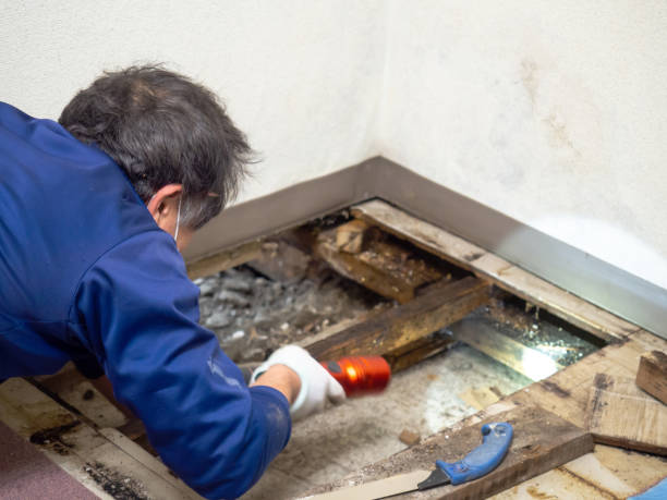 Best Toxic Mold Removal  in Joshua Tree, CA