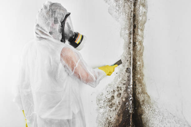 Trusted Joshua Tree, CA Mold Removal Experts
