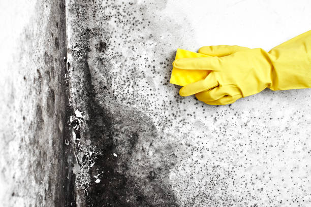 Best Black Mold Removal  in Joshua Tree, CA