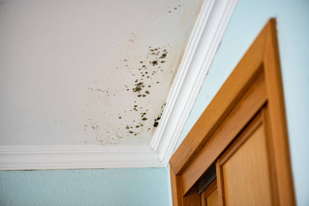 Best Fast Mold Removal  in Joshua Tree, CA