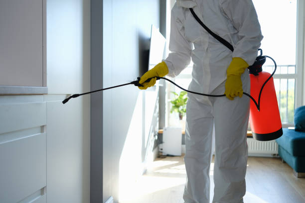 Best Black Mold Removal  in Joshua Tree, CA