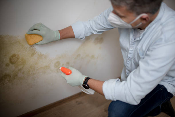 Best Mold Testing  in Joshua Tree, CA