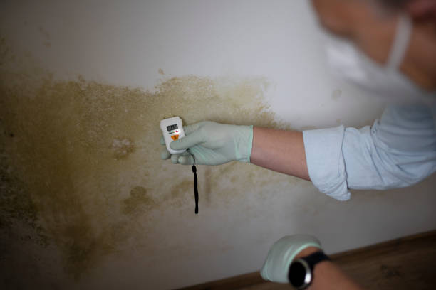 Best Best Mold Removal Companies  in Joshua Tree, CA