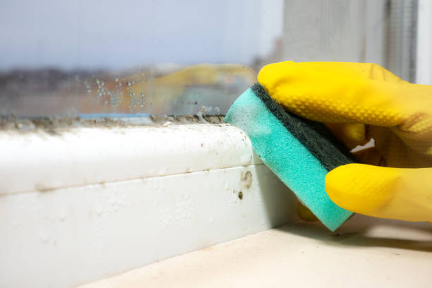 Best Mold Testing  in Joshua Tree, CA