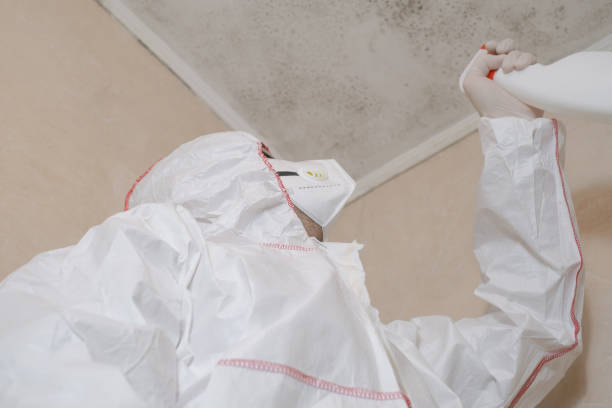 Attic Mold Removal in Joshua Tree, CA