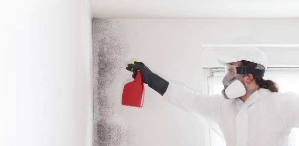 Best Mold Cleaning Services  in Joshua Tree, CA