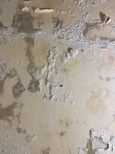 Best Mold Remediation  in Joshua Tree, CA