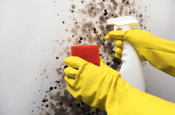 Best Home Mold Removal  in Joshua Tree, CA