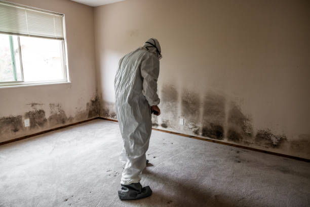 Best Attic Mold Removal  in Joshua Tree, CA