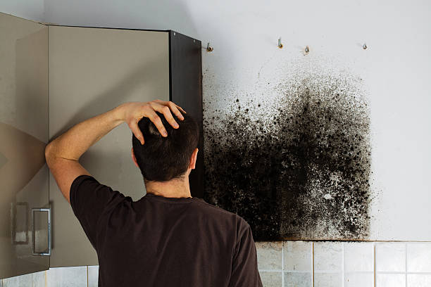 Best Local Mold Removal Service  in Joshua Tree, CA